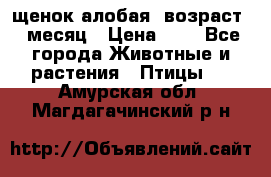 щенок алобая .возраст 1 месяц › Цена ­ 7 - Все города Животные и растения » Птицы   . Амурская обл.,Магдагачинский р-н